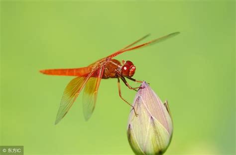 蜻蜓來家裡|蜻蜓為何頻繁造訪？命理師揭秘